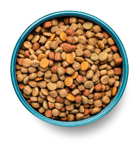 Dog food bowl full of ultra-processed Kibble food