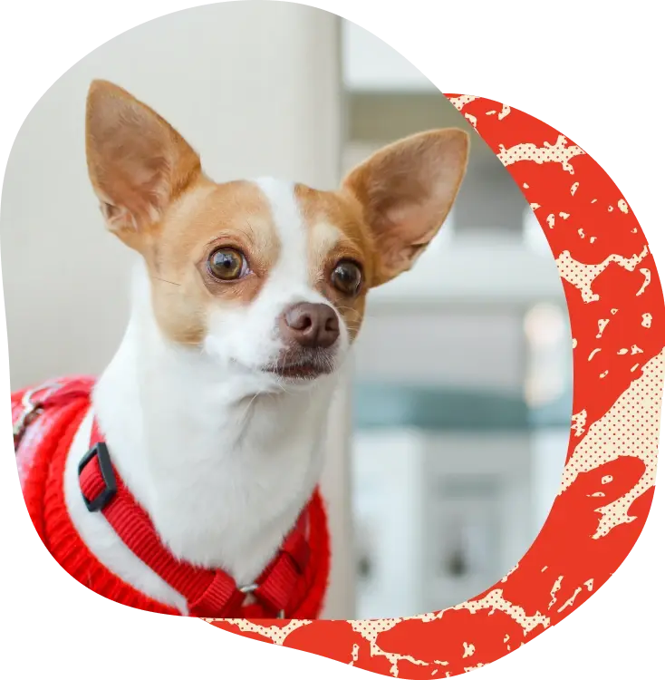 Jack russell chihuahua mix puppy