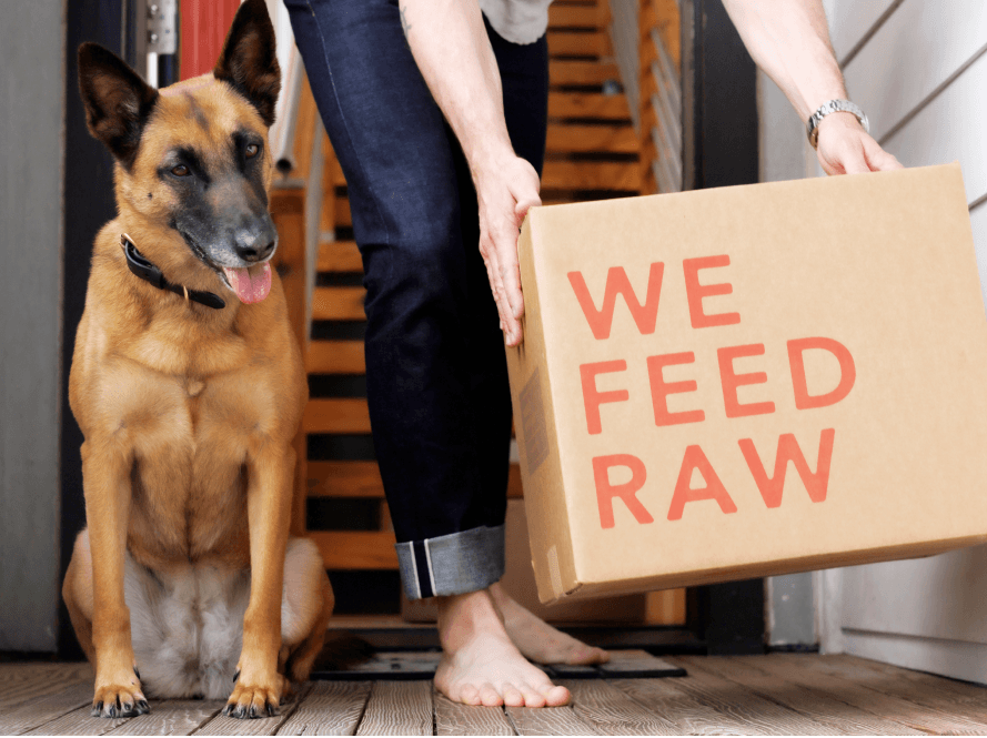 A German Shepherd sitting next to We Feed Raw boxes