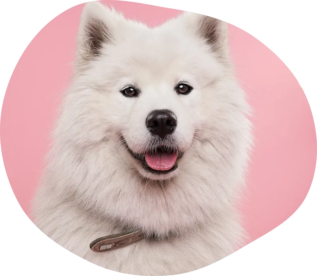 Healthy great pyrenees puppy